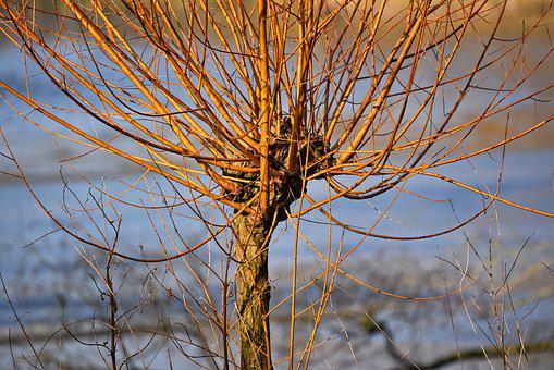 Salix Alba