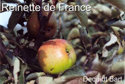 Reinette de France