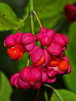 Kardinaalsmuts (Euonymus europaeus)