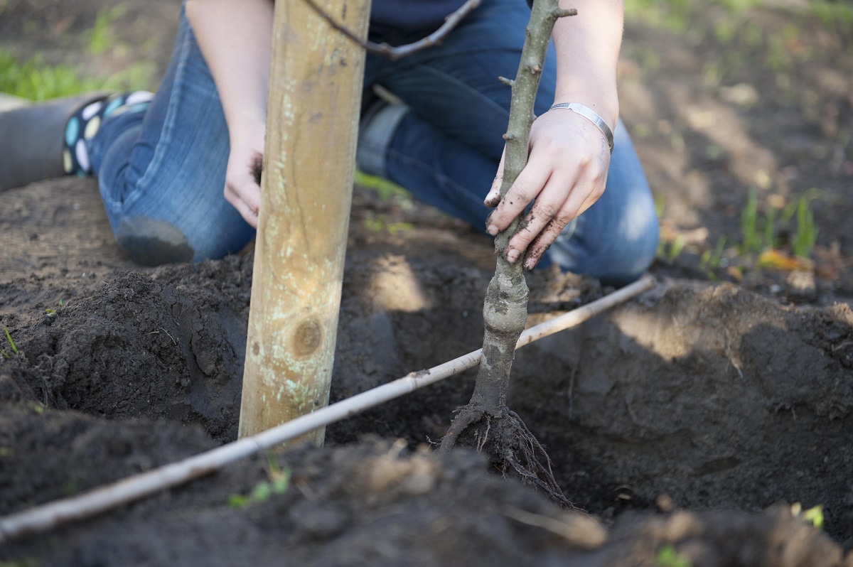 bepaal de diepte van de boom